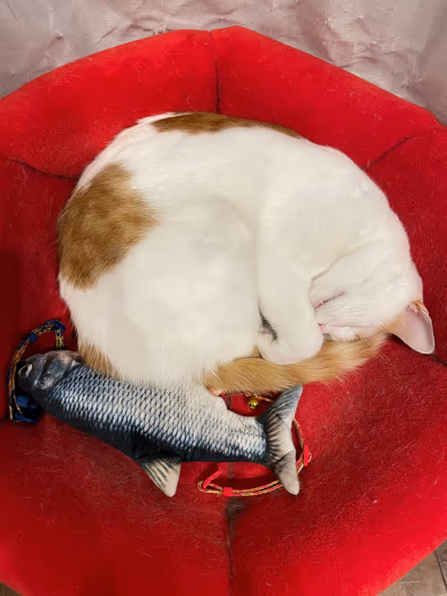 Item #57432309319676179700798702069366385585354272226932054472084541781406195384321 Media