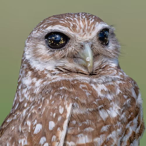 Burrowing Owls Dcl
