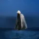 89149927558372293149875517251557365372385006802343622589666267409185538834433
