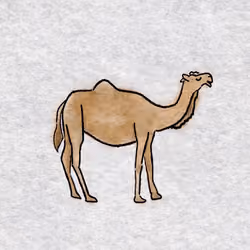 Camel