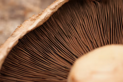 Item #17170766491500085813784528329408520152162080499931486046086089704333241221125 Media