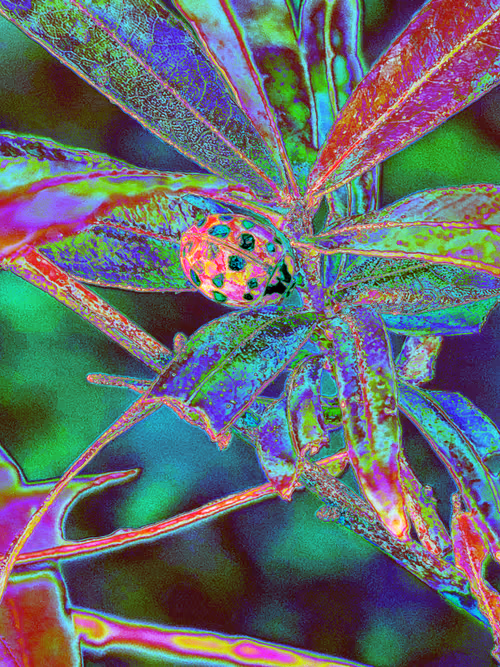 Item #110989330100556245645671416955261820038772575588316729466901671032933280907265 Media