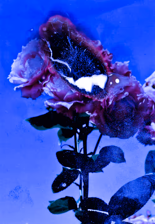 Item #6543125285758794139519418366552479585360659536622126303737985599421405986817 Media