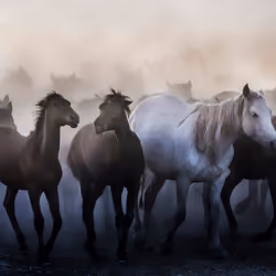 Crazy Colts