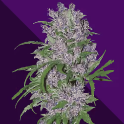 Purple Haze