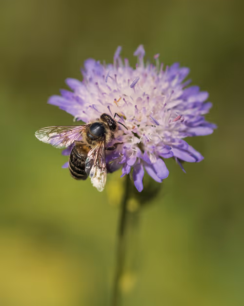 Item #82038507178112004707132471695972498506825775528903589266831690378603181113345 Media