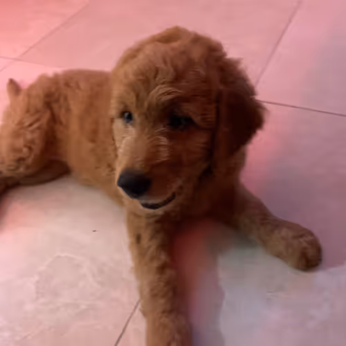 Untitled Collection #70303703