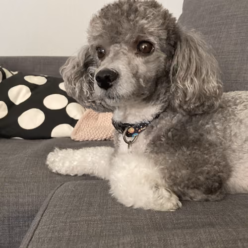 Gidget Dog 