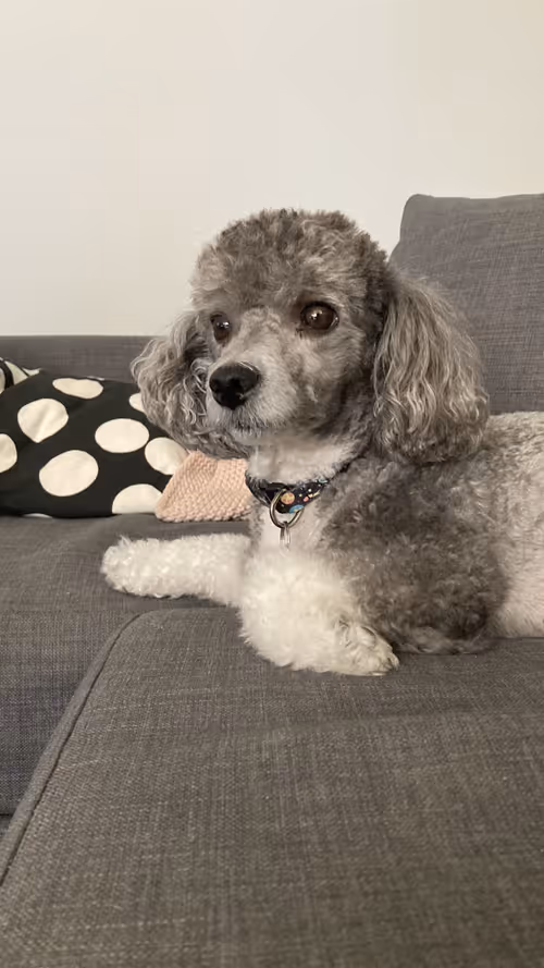 Item #104436190877369126224412540967435572095955068088674781256270260918480868999169 Media