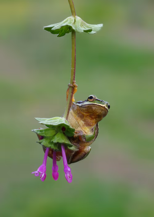 Item #46489417000291226803390193278171395337984998557476228483069898606341301207041 Media