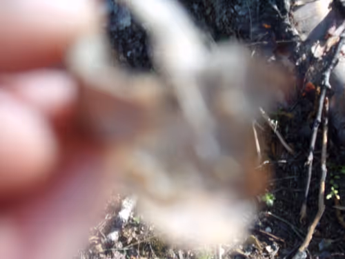 Item #61051240571971779841838649405693456424568018504308900476674196555313723736065 Media