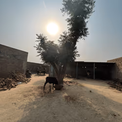 Lonesome cow, tree and sun