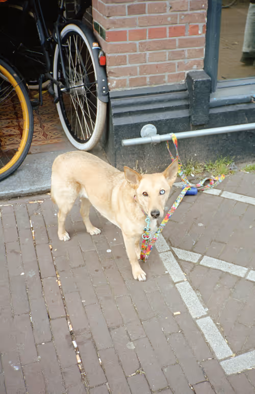 Item #64073144841343757614716512507723910140908511863865217898604629609413548703745 Media