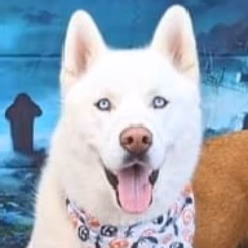 Item #17635803375648012338610213380030160191715370757553255260744606409609252438017 Media