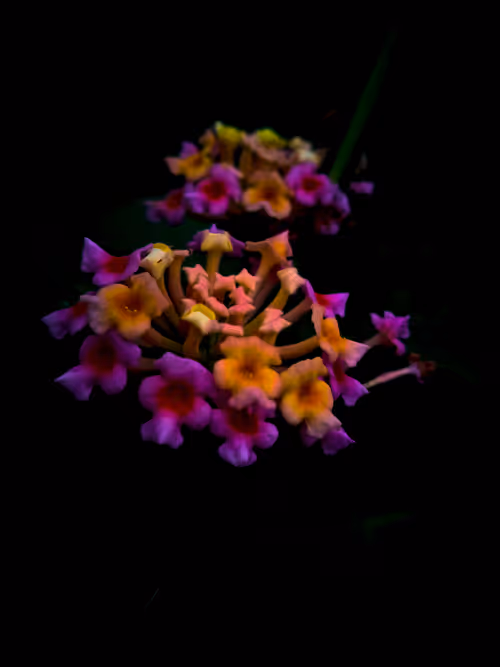 Item #96271167049217915150770588908296810010425213803415415950179193496991044730881 Media