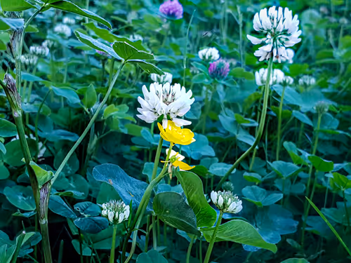 Item #93053345954396449184125693441989771853950921288224263024317593498988283166721 Media