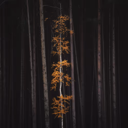 Item #4957194782878425524435841339739602909464041924786151306277751040471950426113 Media