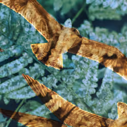 Pseagledelic #008