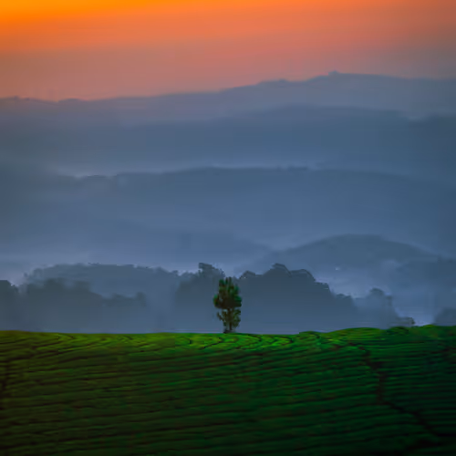 #2-SHADES OF SERENITY