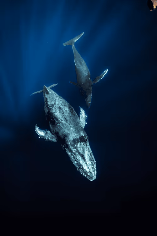 Item #99926930229538675438917090631619995362212113699001151744757174454035595395172 Media