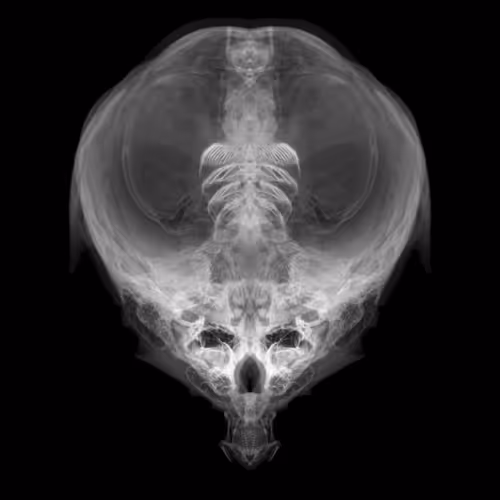 Item #85859191866638808365331437874953228966785819470149775310971061836549296488449 Media