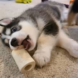 Malamutes Enjoy Everything