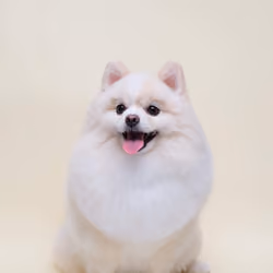 Pom#7