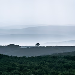 7 Shades Of Green #5 - Foggy Chitana