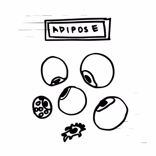 Adipose