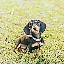 Sausage Dog