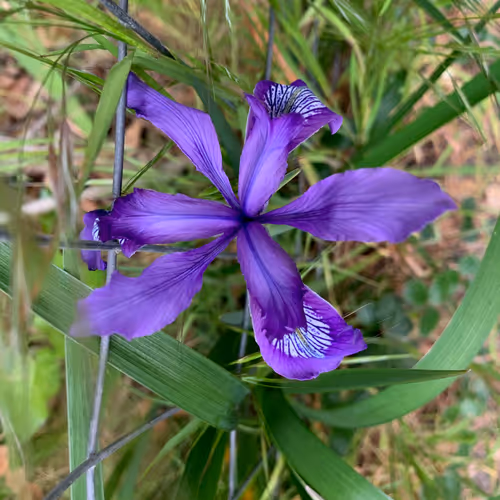 Item #81393590591900820048764161252744971355919767669927954307435201791493306056705 Media