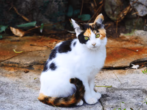 Item #55455677318123595031509472603724202920888355633279889545160944642448219439105 Media