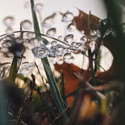 Webbed
