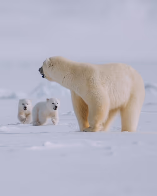 Item #14416656700475663864726672344569766568452912279528818547653479115338471702529 Media