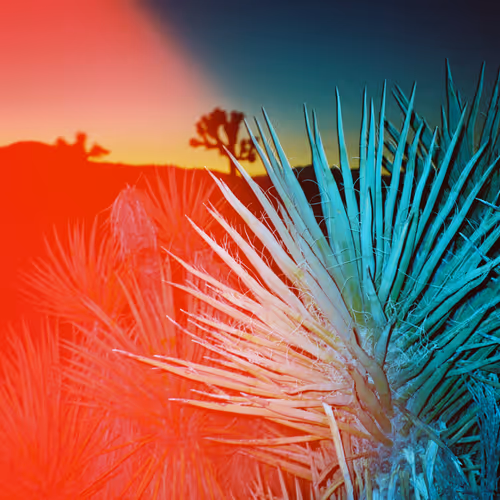 Joshuatree