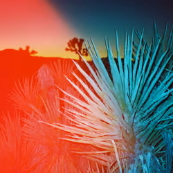Looka It's A Yucca