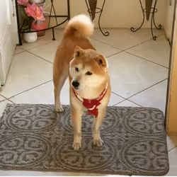 Bored Shibas Club #2