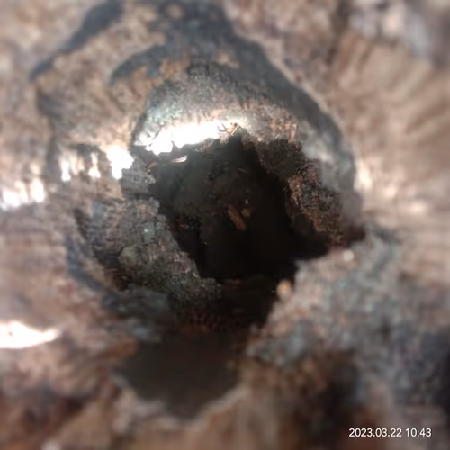 Black Ants Nest