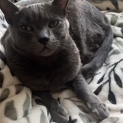 Jack