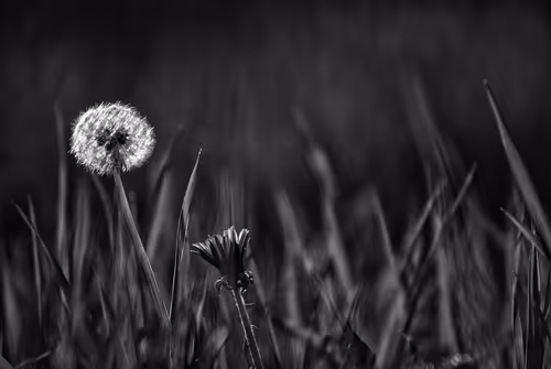 Item #44024487065254451978341284796523308956461514990321328857199441186006740500481 Media