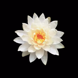 8. "American Lotus," Nymphaea odorata