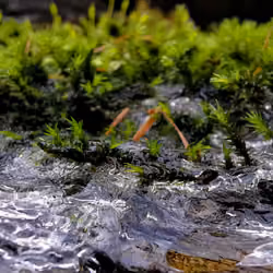 Moss forest