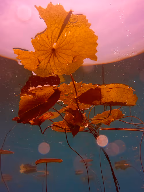 Item #115430421716330114127925714386191036467996783471008022249532804615521513242625 Media