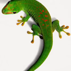 Art Geko