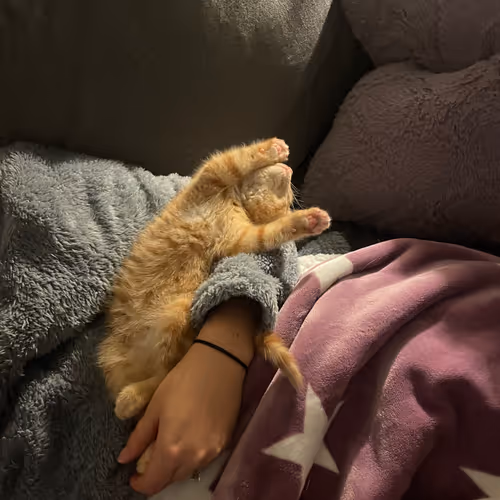Pepitathekitten