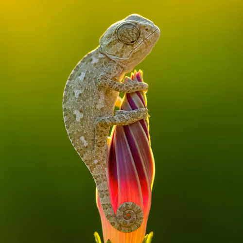tiny chameleon on a flower
