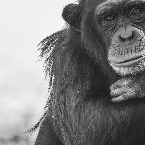 Untitled Collection #36227816