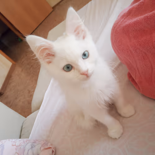 Item #763224073280193224173041358155125596503139434424356380946212159660620775425 Media