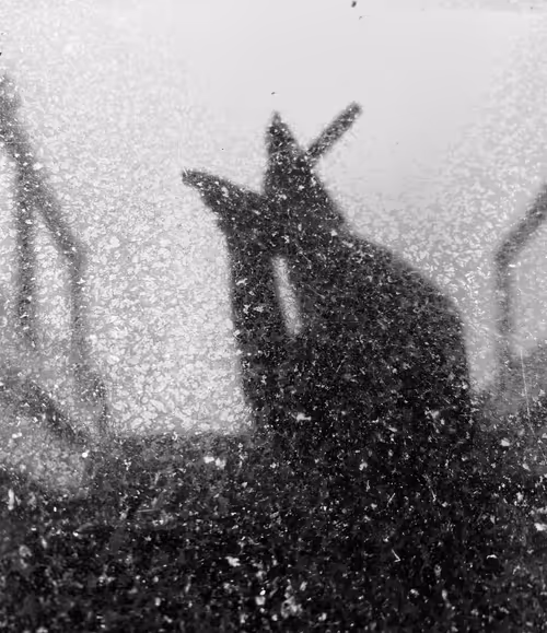 Item #32582134333190715797390498709078136794340153351974594145001505097737121562625 Media