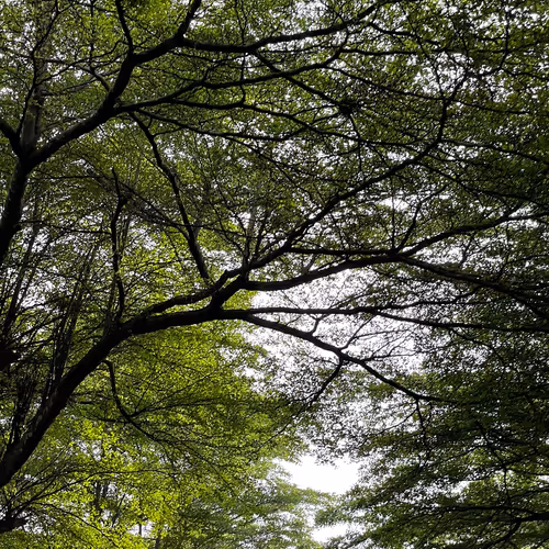 Untitled Collection #81102119